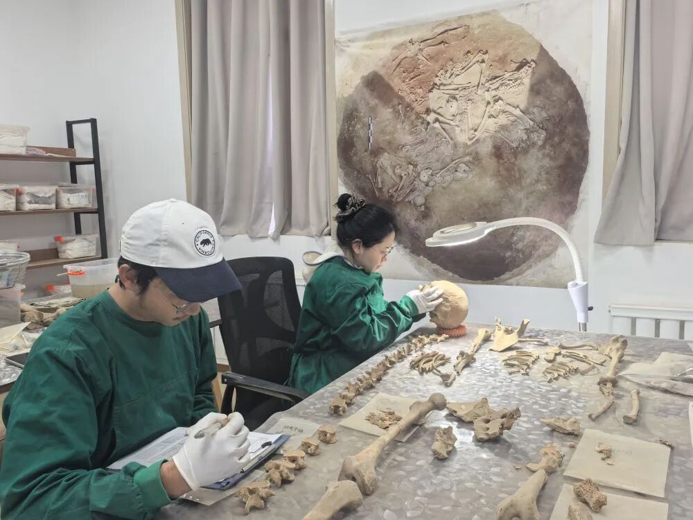 专家对出土人骨进行整理研究。(中国社科院供图) 专家对出土人骨进行整理研究。(中国社科院供图)