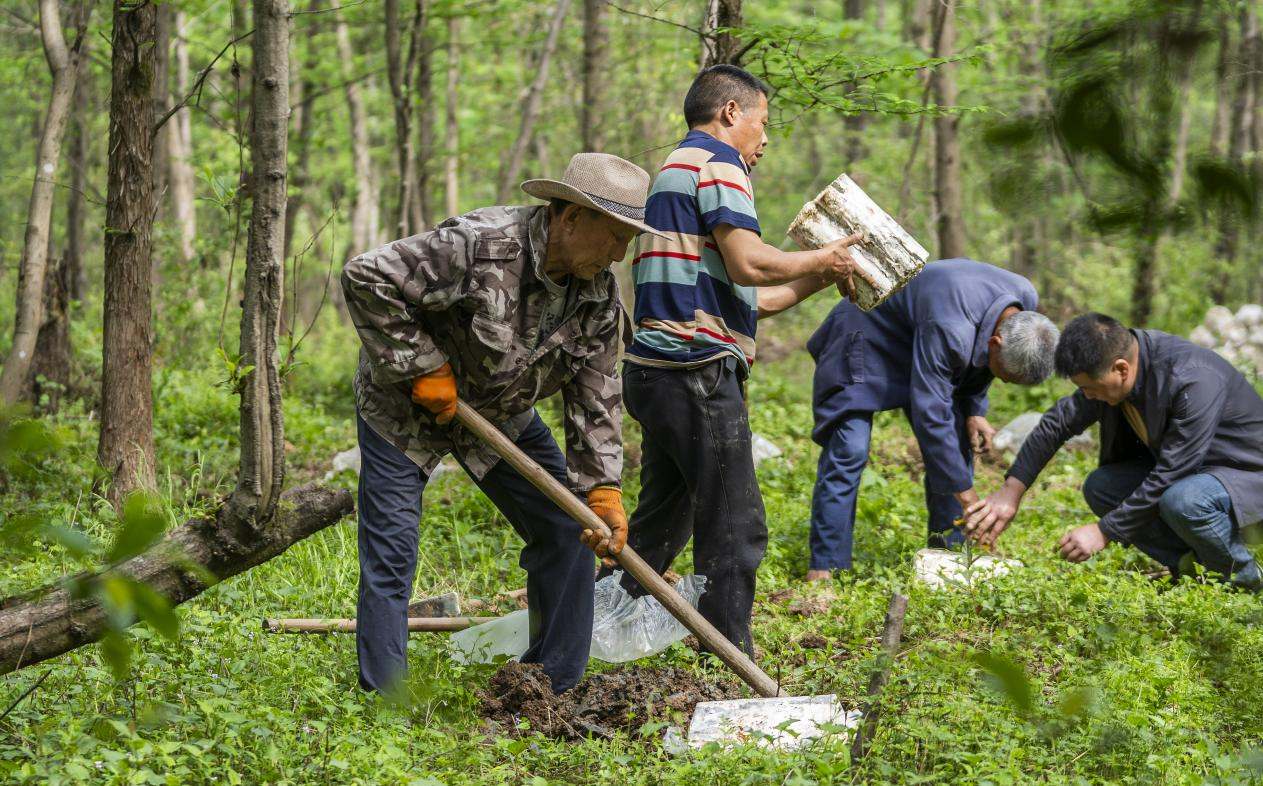 2025年4月16日，江西新余，仙女湖区河下镇花园村林场，人们正在搬运、栽植灵芝菌棒。